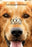 A Dog's Purpose (DVD MOVIE)