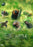 Big Little Journeys (MOD) (DVD Movie) - movie cover art