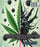 Cannabis v.s Cancer (MOD) (BluRay Movie) - back cover art