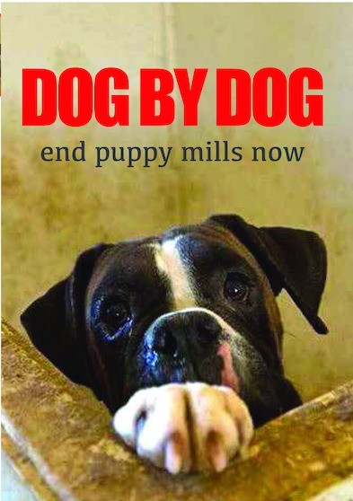 Dog By Dog (MOD) (DVD Movie) - movie cover art