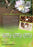 First Flight - A Mother Hummingbird's Story (MOD) (DVD Movie) - back cover art