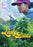 Lady Buds (MOD) (DVD Movie) - movie cover art