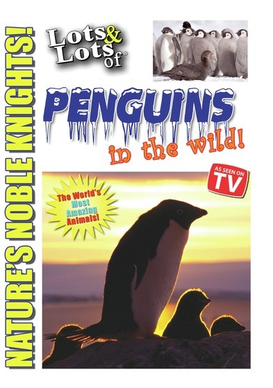 Lots & Lots of Penguin in the Wild - Nature's Noble Knights (MOD) (DVD Movie) - movie cover art