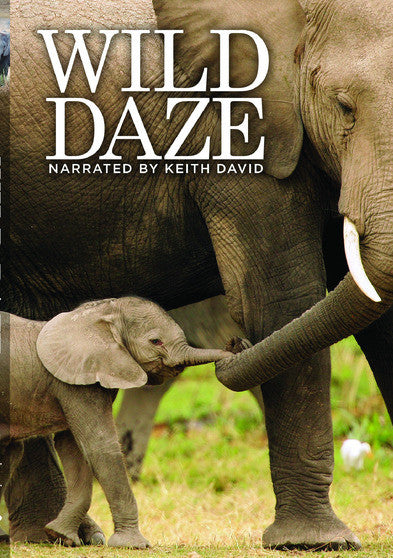 Wild Daze (MOD) (DVD Movie) - movie cover art